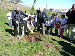 Plantación alcaldesa
